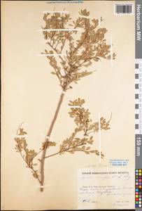 Spiraea crenata subsp. crenata, Eastern Europe, Rostov Oblast (E12a) (Russia)