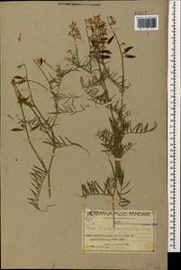 Vicia tenuifolia subsp. elegans (Guss.)Nyman, Caucasus, Armenia (K5) (Armenia)