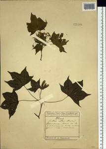 Acer pictum subsp. mono (Maxim.) H. Ohashi, Siberia, Russian Far East (S6) (Russia)