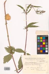 Urtica thunbergiana subsp. thunbergiana, Siberia, Russian Far East (S6) (Russia)