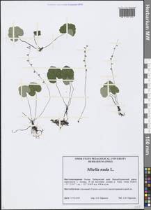 Mitella nuda L., Siberia, Russian Far East (S6) (Russia)