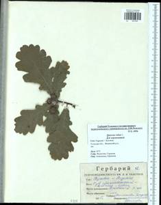 Quercus robur L., Eastern Europe, Central region (E4) (Russia)