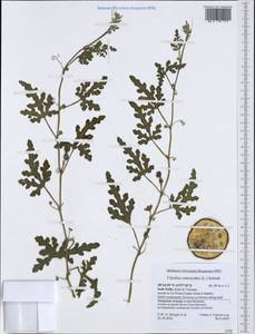 Citrullus colocynthis (L.) Schrader, Western Europe (EUR) (Italy)