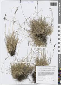 Festuca auriculata Drobow, Siberia, Russian Far East (S6) (Russia)