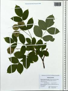 Staphylea pinnata L., Caucasus, Krasnodar Krai & Adygea (K1a) (Russia)