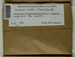 Grimmia ovalis (Hedw.) Lindb., Bryophytes, Bryophytes - Middle Asia & Kazakhstan (B16) (Kazakhstan)