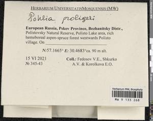 Pohlia proligera (Kindb. ex Breidl.) Lindb. ex Arnell, Bryophytes, Bryophytes - Novgorod & Pskov Oblasts (B5) (Russia)
