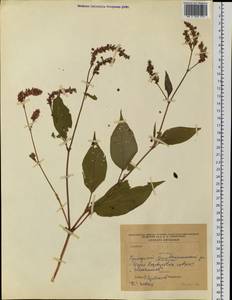 Polygonaceae, Siberia, Russian Far East (S6) (Russia)