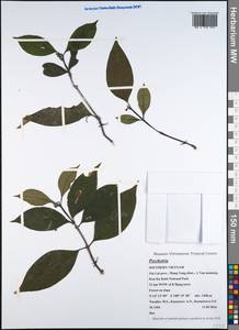Psychotria, South Asia, South Asia (Asia outside ex-Soviet states and Mongolia) (ASIA) (Vietnam)