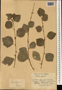 Populus simonii Carrière, South Asia, South Asia (Asia outside ex-Soviet states and Mongolia) (ASIA) (China)