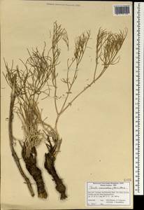 Ferula macrocolea (Boiss.) Boiss., South Asia, South Asia (Asia outside ex-Soviet states and Mongolia) (ASIA) (Iran)