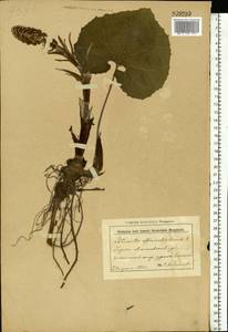 Petasites hybridus (L.) G. Gaertn., B. Mey. & Scherb., Eastern Europe, Belarus (E3a) (Belarus)