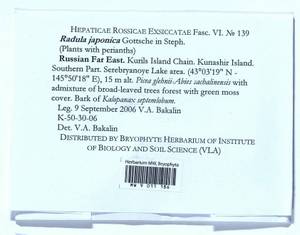 Radula japonica Gottsche ex Steph., Bryophytes, Bryophytes - Russian Far East (excl. Chukotka & Kamchatka) (B20) (Russia)