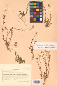 Cochlearia groenlandica L., Siberia, Russian Far East (S6) (Russia)