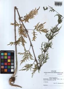 Urtica cannabina L., Siberia, Altai & Sayany Mountains (S2) (Russia)