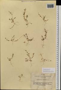 Chenopodium pamiricum Iljin, Siberia, Altai & Sayany Mountains (S2) (Russia)