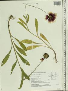 Gaillardia aristata Pursh, Eastern Europe, Central region (E4) (Russia)