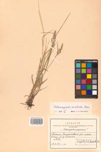 Calamagrostis arundinacea (L.) Roth, Siberia, Russian Far East (S6) (Russia)