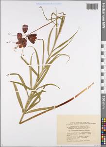 Fritillaria meleagroides Patrin ex Schult. & Schult.f., Eastern Europe, Lower Volga region (E9) (Russia)