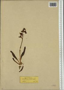 Orchis provincialis Balb. ex Lam. & DC., Western Europe (EUR) (Greece)