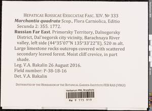 Marchantia quadrata Scop., Bryophytes, Bryophytes - Russian Far East (excl. Chukotka & Kamchatka) (B20) (Russia)