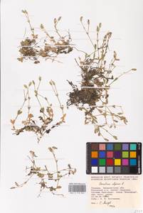 Cerastium alpinum L., Eastern Europe, West Ukrainian region (E13) (Ukraine)
