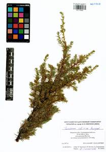 Juniperus communis var. saxatilis Pall., Siberia, Russian Far East (S6) (Russia)