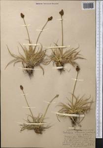 Carex kokanica (Regel) S.R.Zhang, Middle Asia, Western Tian Shan & Karatau (M3) (Uzbekistan)