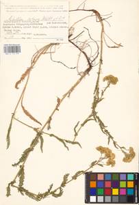 Achillea setacea Waldst. & Kit., Eastern Europe, Lower Volga region (E9) (Russia)