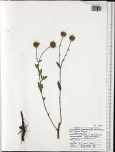 Cirsium arvense, Eastern Europe, Central region (E4) (Russia)