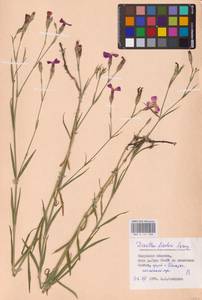 Dianthus chinensis L., Eastern Europe (no precise locality) (E0)