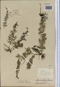 Myriophyllum spicatum L., Middle Asia, Northern & Central Kazakhstan (M10) (Kazakhstan)
