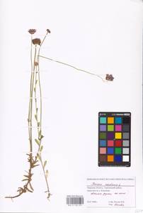 Jasione montana L., Eastern Europe, North-Western region (E2) (Russia)