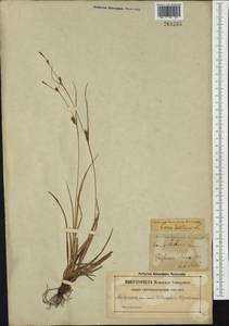 Carex distans L., Western Europe (EUR) (Sweden)