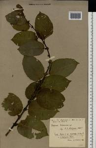 Salix caprea × myrsinifolia, Eastern Europe, Central forest-and-steppe region (E6) (Russia)
