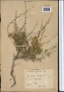 Convolvulus fruticosus Pall., Middle Asia, Syr-Darian deserts & Kyzylkum (M7) (Uzbekistan)