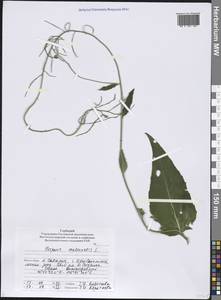 Hesperis matronalis L., Siberia, Russian Far East (S6) (Russia)