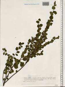 Betula humilis Schrank, Eastern Europe, Belarus (E3a) (Belarus)