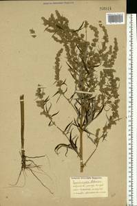 Artemisia vulgaris L., Eastern Europe (no precise locality) (E0) (Not classified)