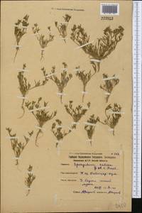 Spergularia marina (L.) Besser, Middle Asia, Northern & Central Kazakhstan (M10) (Kazakhstan)