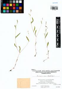 Persicaria minor (Huds.) Opiz, Siberia, Baikal & Transbaikal region (S4) (Russia)
