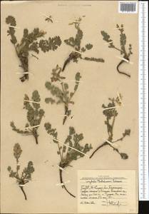 Corydalis gortschakovii Schrenk, Middle Asia, Western Tian Shan & Karatau (M3) (Uzbekistan)