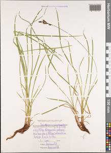 Carex orbicularis subsp. kotschyana (Boiss. & Hohen.) Kukkonen, Caucasus, Stavropol Krai, Karachay-Cherkessia & Kabardino-Balkaria (K1b) (Russia)