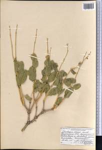 Moluccella olgae (Regel) Ryding, Middle Asia, Western Tian Shan & Karatau (M3) (Kyrgyzstan)