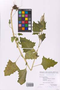Oxybasis urbica (L.) S. Fuentes, Uotila & Borsch, Eastern Europe, Central forest-and-steppe region (E6) (Russia)