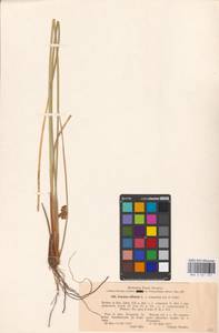 Juncus effusus L., Eastern Europe, North-Western region (E2) (Russia)