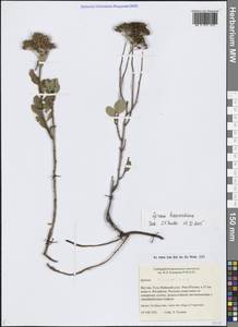 Spiraea betulifolia var. aemiliana (C.K.Schneid.) Koidz., Siberia, Yakutia (S5) (Russia)