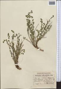 Andrachne telephioides L., Middle Asia, Dzungarian Alatau & Tarbagatai (M5) (Kazakhstan)