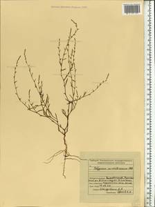 Polygonum patulum M.Bieb., Eastern Europe, Middle Volga region (E8) (Russia)