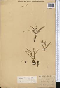 Gelasia tuberosa (Pall.) Zaika, Sukhor. & N. Kilian, Middle Asia, Muyunkumy, Balkhash & Betpak-Dala (M9) (Kazakhstan)
